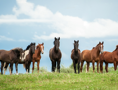 La Anemia Infecciosa Equina en Paraguay